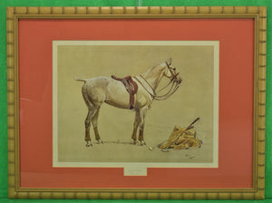 Cecil Aldin 'Activity' Polo Pony Hand-Colour Plate