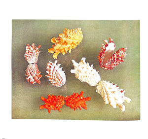 "The Shell: Five Hundred Million Years Of Inspired Design" 1988 STIX, Hugh and Marguerite and ABBOTT, R. Tucker