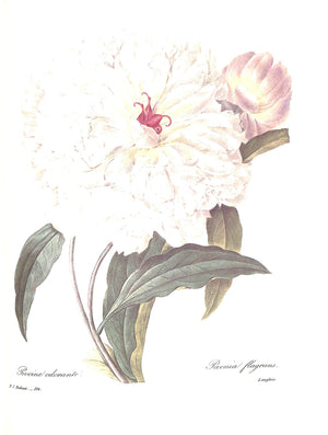 "Pierre Joseph Redoute The Most Beautiful Flowers" 1991 REDOUTE, Pierre Joseph