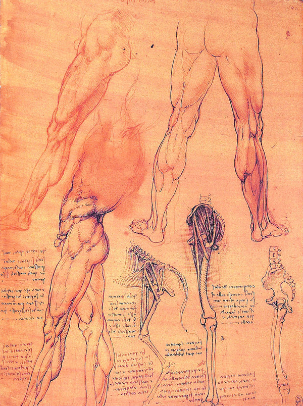 Leonardo Da Vinci The Anatomy Of Man
