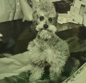 "Elsie de Wolfe & Her Poodle, Jacques" 1949 B&W Photo" (SOLD)