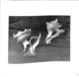 "The Shell: Five Hundred Million Years Of Inspired Design" 1988 STIX, Hugh and Marguerite and ABBOTT, R. Tucker