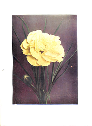 "Carnations & Pinks" 1919 COOK, T.H. DOUGLAS, James & MCLEOD, J.F.