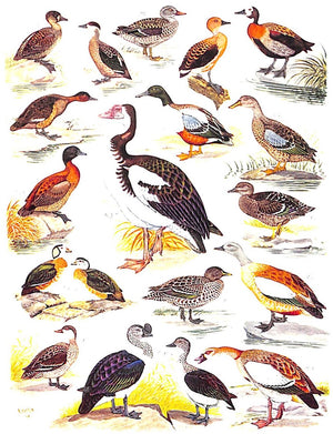 "The Birds Of South Africa" 1944 ROBERTS, Dr. Austin