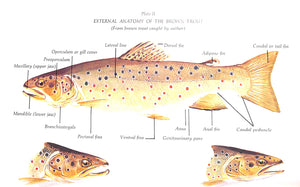 "The Compleat Brown Trout" 1974 HEACOX, Cecil