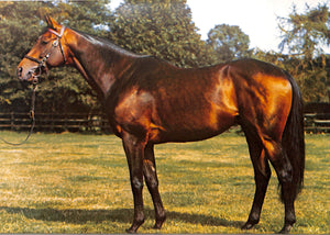 The British Racehorse: December Sales Issue 1974