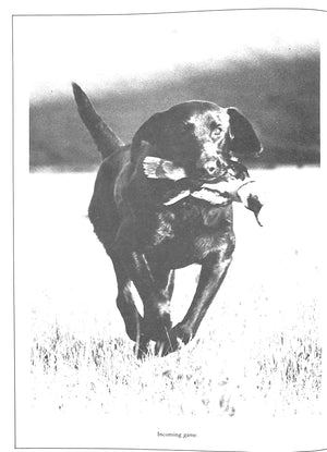"The Working Retrievers" 1983 QUINN, Tom