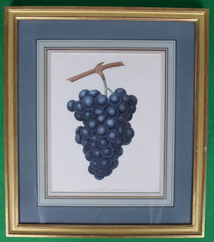 George Brookshaw (1751-1823), Blue Muscadine Grape, PL XXXVIII