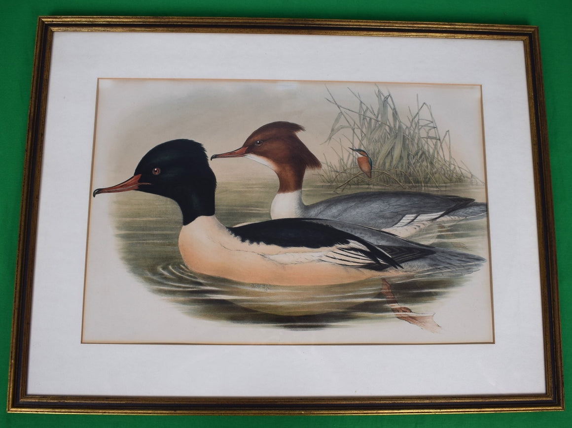 Hand-Colored c1900s Lithograph Of Two Waterfowl Ducks