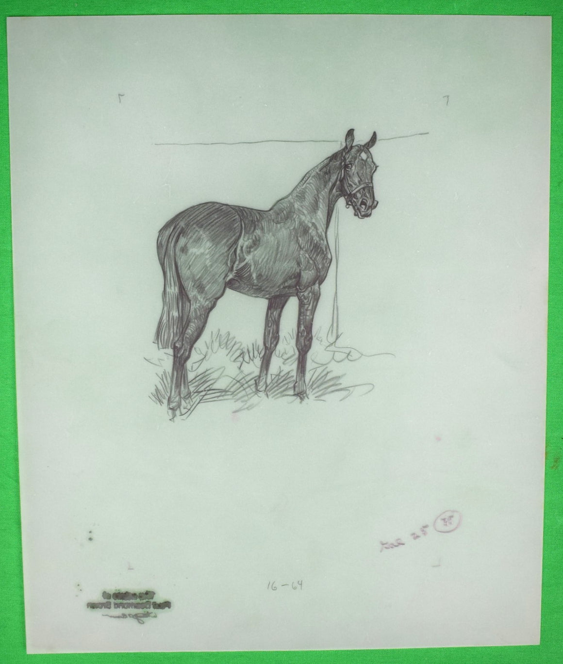 Paul Brown Polo Pencil On Acetate Drawing 15