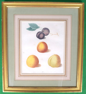 George Brookshaw (1751-1823), Black Apricot; Breda Apricot; Brussels Moor Park Apricot, PL XX