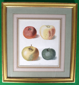George Brookshaw (1751-1823), Apple Cluster, PL LX