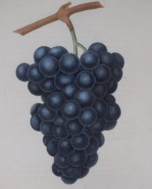 George Brookshaw (1751-1823), Blue Muscadine Grape, PL XXXVIII