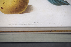 George Brookshaw (1751-1823), Pear Cluster, PL XLIX