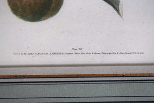 George Brookshaw (1751-1823), Fruit Cluster, PL XII