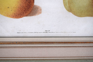 George Brookshaw (1751-1823), Black Apricot; Breda Apricot; Brussels Moor Park Apricot, PL XX