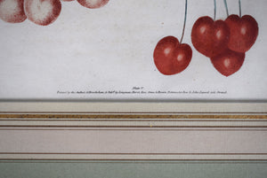 George Brookshaw (1751-1823), Cherry Cluster, PL V
