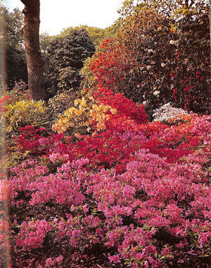 "The Rothschild Rhododendrons: a Record of the Gardens at Exbury" 1967 PHILLIPS, C.E. & BARBER, Peter N.