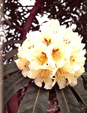 "The Rothschild Rhododendrons: a Record of the Gardens at Exbury" 1967 PHILLIPS, C.E. & BARBER, Peter N.