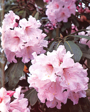 "The Rothschild Rhododendrons: a Record of the Gardens at Exbury" 1967 PHILLIPS, C.E. & BARBER, Peter N.