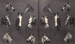 "Horses In Sport" 1937 WRENSCH, Frank A. [edited by]