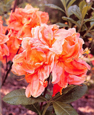 "The Rothschild Rhododendrons: a Record of the Gardens at Exbury" 1967 PHILLIPS, C.E. & BARBER, Peter N.