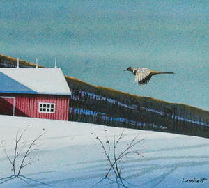 Pheasant Approaching Barn In Winter