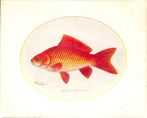 Goldfish by Sherman F. Denton