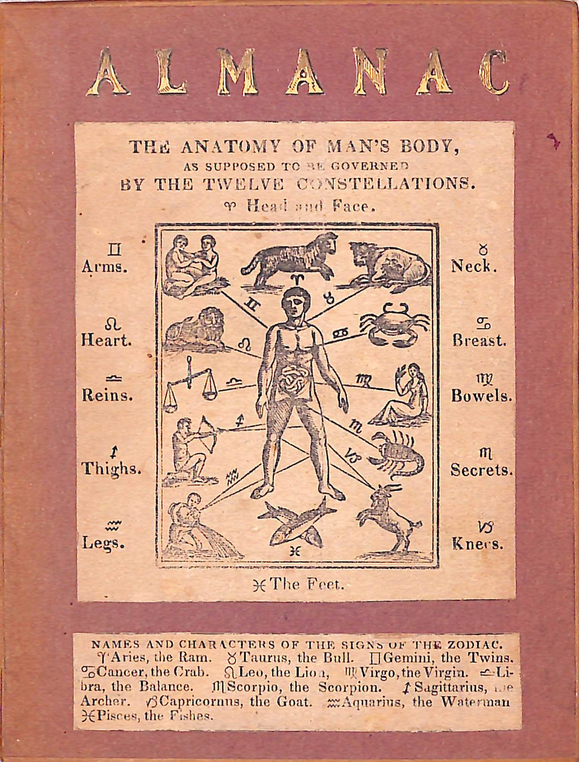 "Almanac; The Anatomy Of Man's Body" 1942