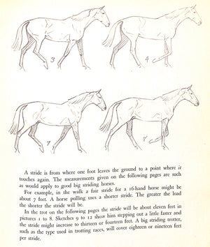 "The Horse: His Gaits, Points, & Conformation" 1943 BROWN, Paul