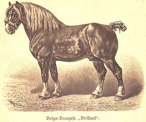 "Das Buch Vom Pferde: Volumes 1 & 2" 1890 WRANGEL, Graf CG