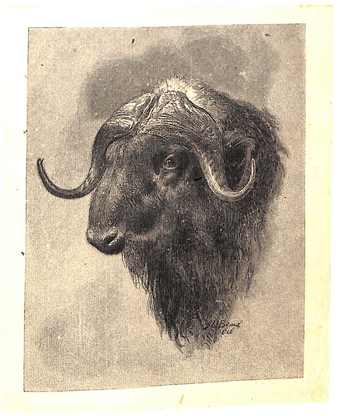 "Sport With Gun And Rod In American Woods And Waters" 1883 MAYER, Alfred M.