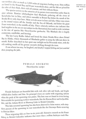 "Salmon Of The World" 1970 SCHWIEBERT, Ernest