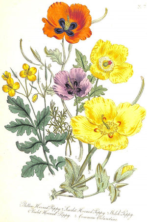 "British Wild Flowers" 1846 Mrs. Loudon