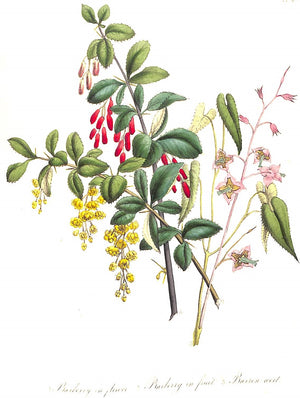 "British Wild Flowers" 1846 Mrs. Loudon