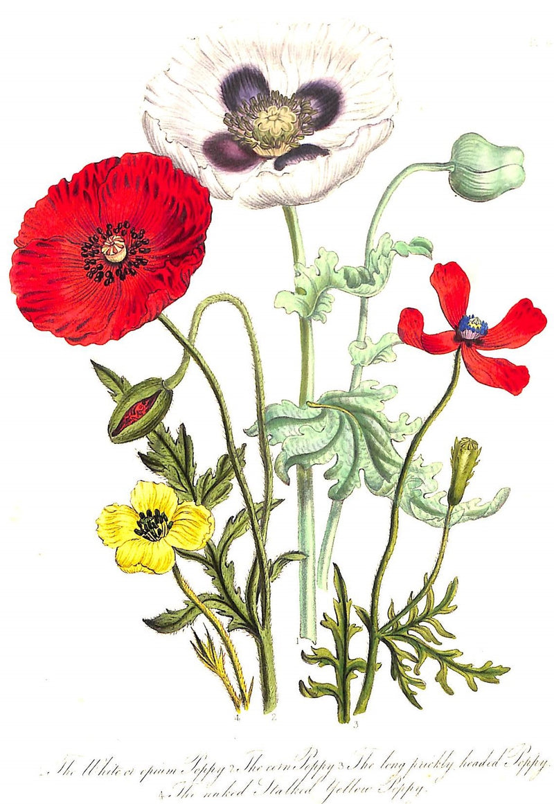 "British Wild Flowers" 1846 Mrs. Loudon