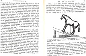 "How Animals Move: The Royal Institution Christmas Lectures 1951" Gray, James