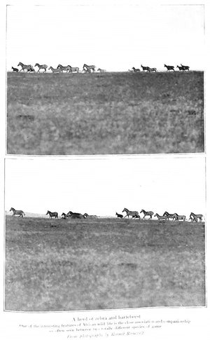 "African Game Trails: An Account Of The African Wanderings Of An American Hunter-Naturalist" 1910 ROOSEVELT, Theodore
