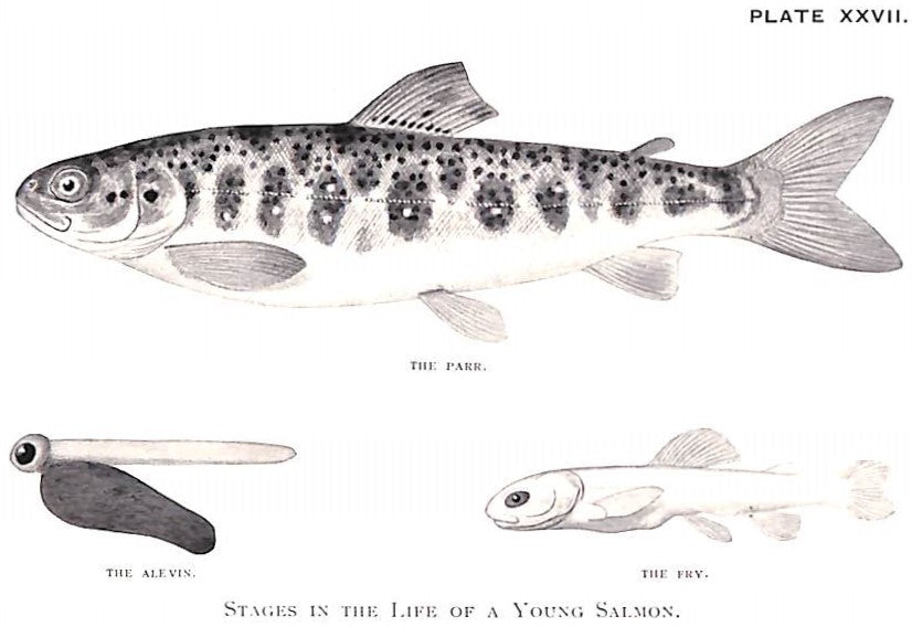 "The Complete Science Of Fly Fishing And Spinning" 1915 SHAW, Fred G.