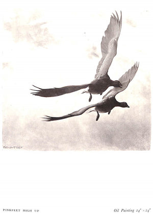 "Morning Flight A Book of Wildfowl" 1942 SCOTT, Peter