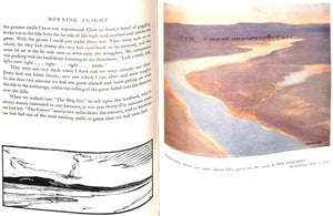 "Morning Flight A Book of Wildfowl" 1942 SCOTT, Peter