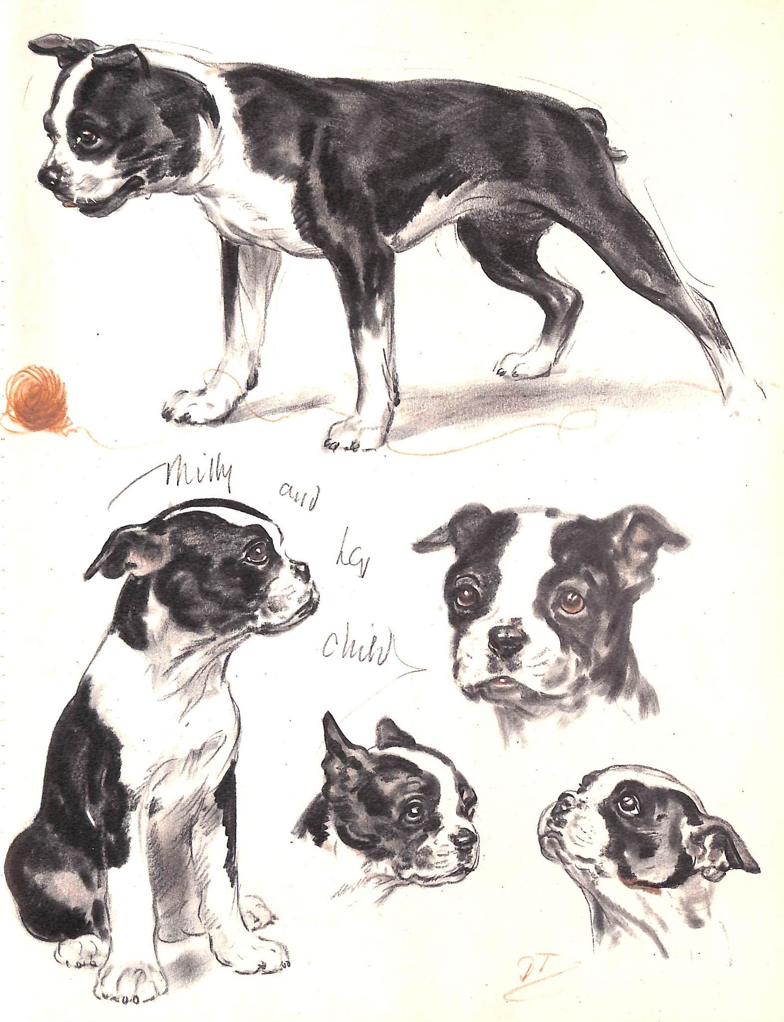 "Diana Thorne's Dogs: An Album Of Drawings" 1944 THORNE, Diana