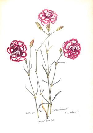 "Old Carnations & Pinks" 1955 MORETON, C. Oscar