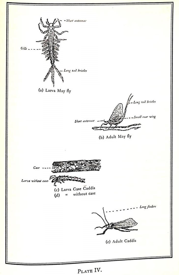 "American Trout Streams" 1926 INGRAHAM, Henry Andrews (SOLD)