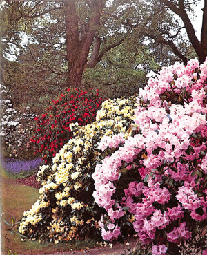 "The Rothschild Rhododendrons: a Record of the Gardens at Exbury" 1967 PHILLIPS, C.E. & BARBER, Peter N.