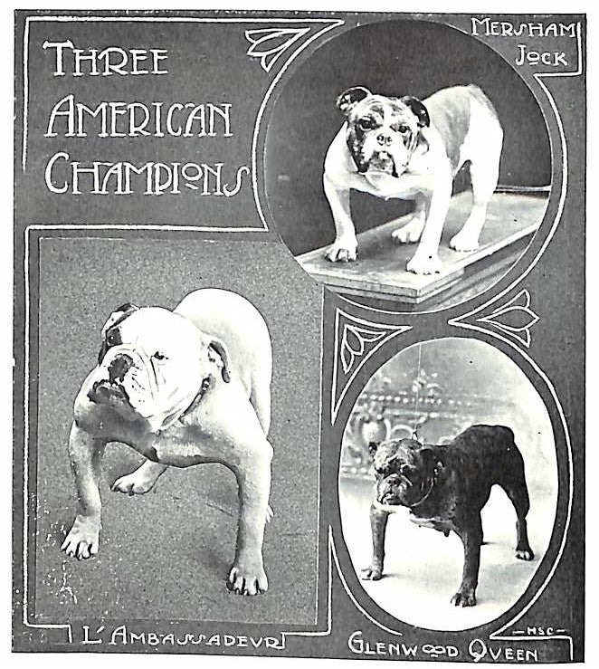Bull Dogs And Bulldog Men 1905 COOPER, H. St. John