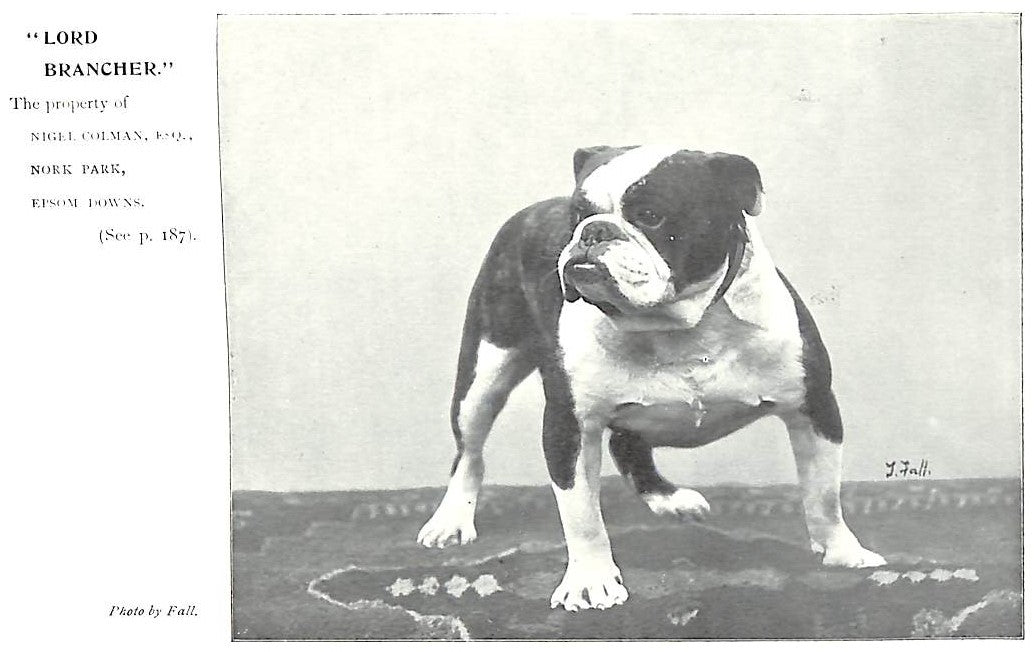 "Bull Dogs And Bulldog Men" 1905 COOPER, H. St. John