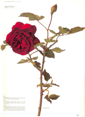 "Roses At The Cape Of Good Hope" 1988 FAGAN, Gwen