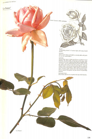 "Roses At The Cape Of Good Hope" 1988 FAGAN, Gwen