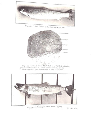 "The Sea-Treat: A Study In Natural History" 1916 LAMOND, Henry